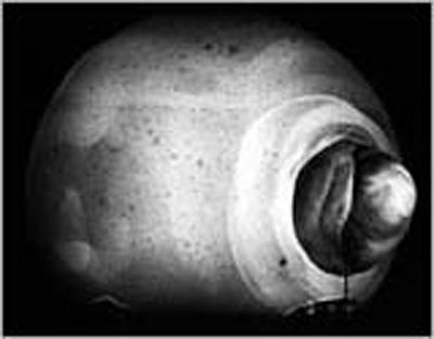 Atom - rapa3sm.jpeg.jpg (15 KB)